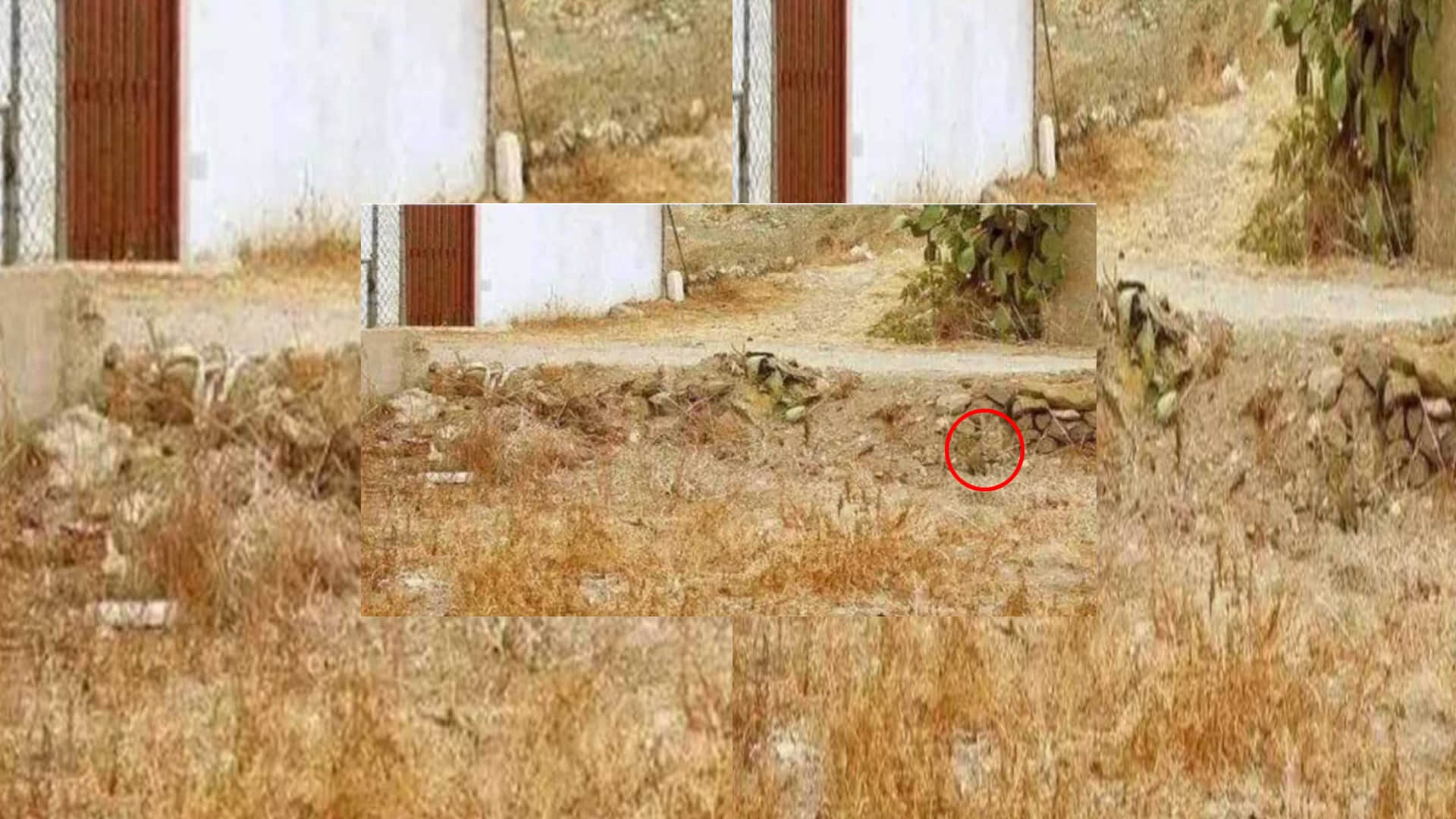 Optical Illusion Viral Photo: Find Out Hidden Cat from Image Check Your Brain IQ and Personality