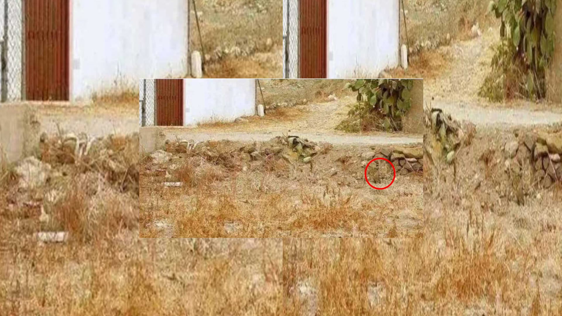 Optical Illusion Viral Photo: Find Out Hidden Cat from Image Check Your Brain IQ and Personality