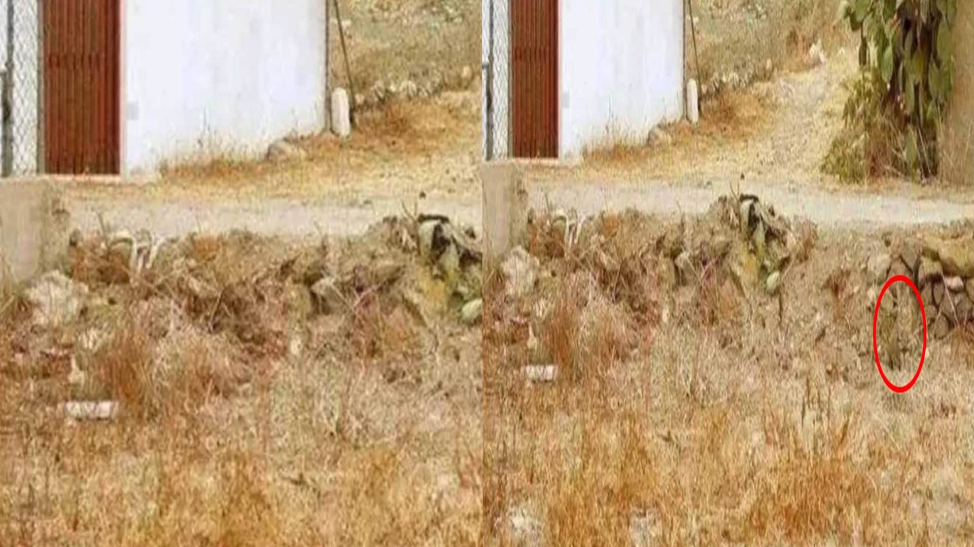 Optical Illusion Viral Photo: Find Out Hidden Cat from Image Check Your Brain IQ and Personality
