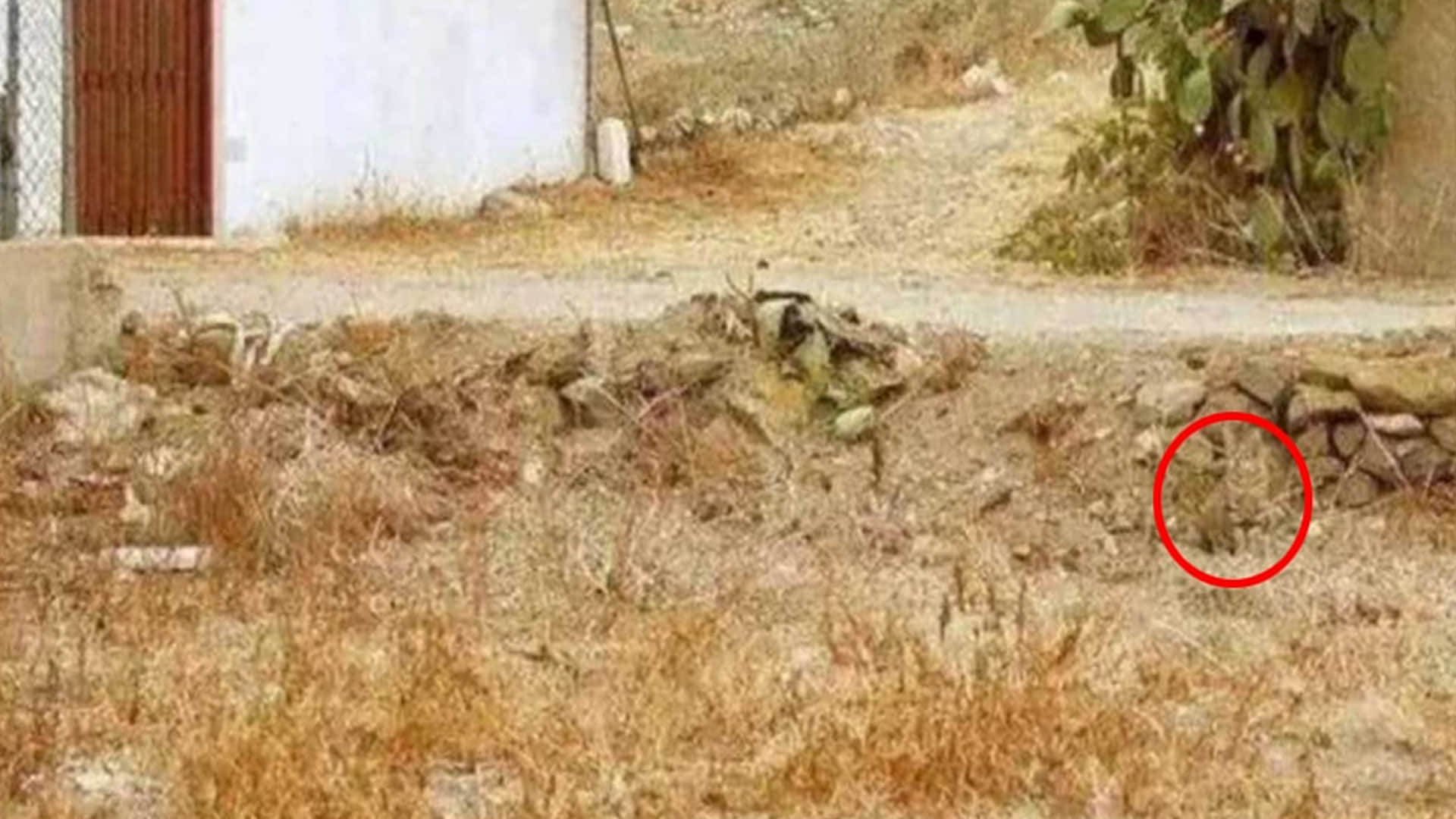 Optical Illusion Viral Photo: Find Out Hidden Cat from Image Check Your Brain IQ and Personality