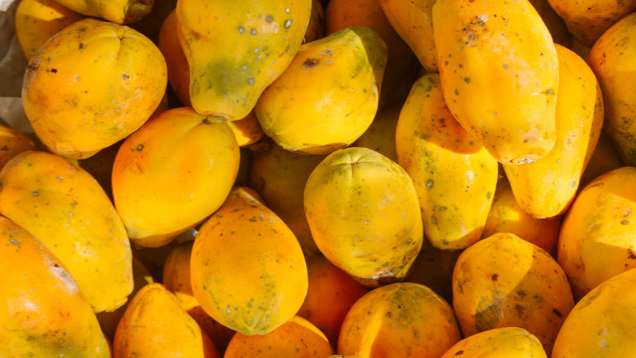 Business Ideas: Papaya Farming with Low Investment Earn upto 15 Lakh Rupees Profit Know How to Start
