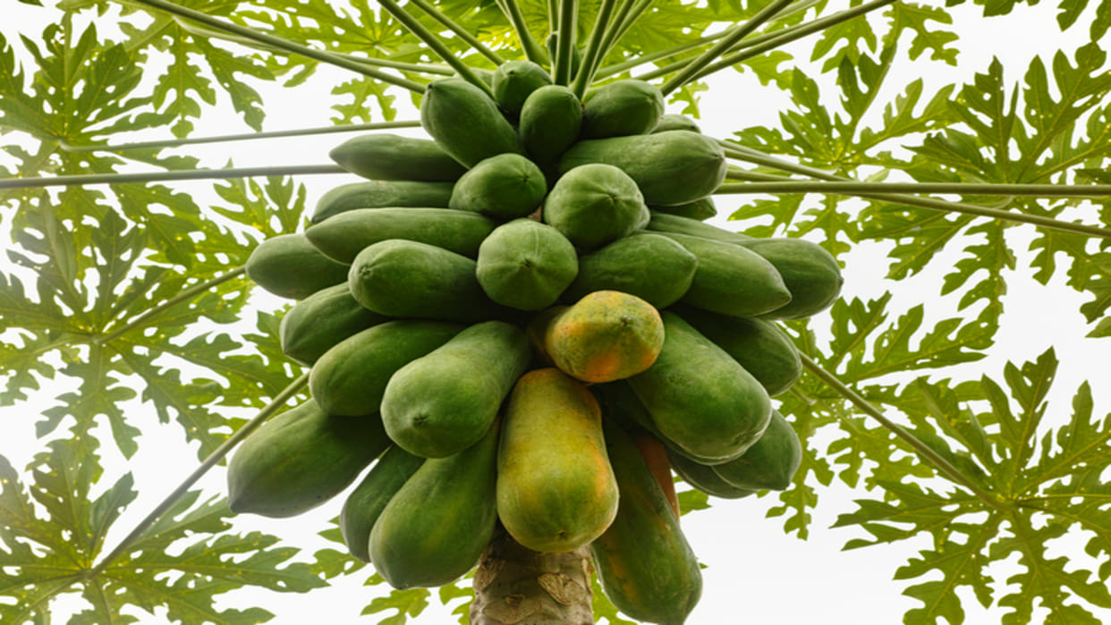 Bihar Govt Is Giving Bumper Subsidy On Papaya Farming Under Integrated Horticulture Scheme