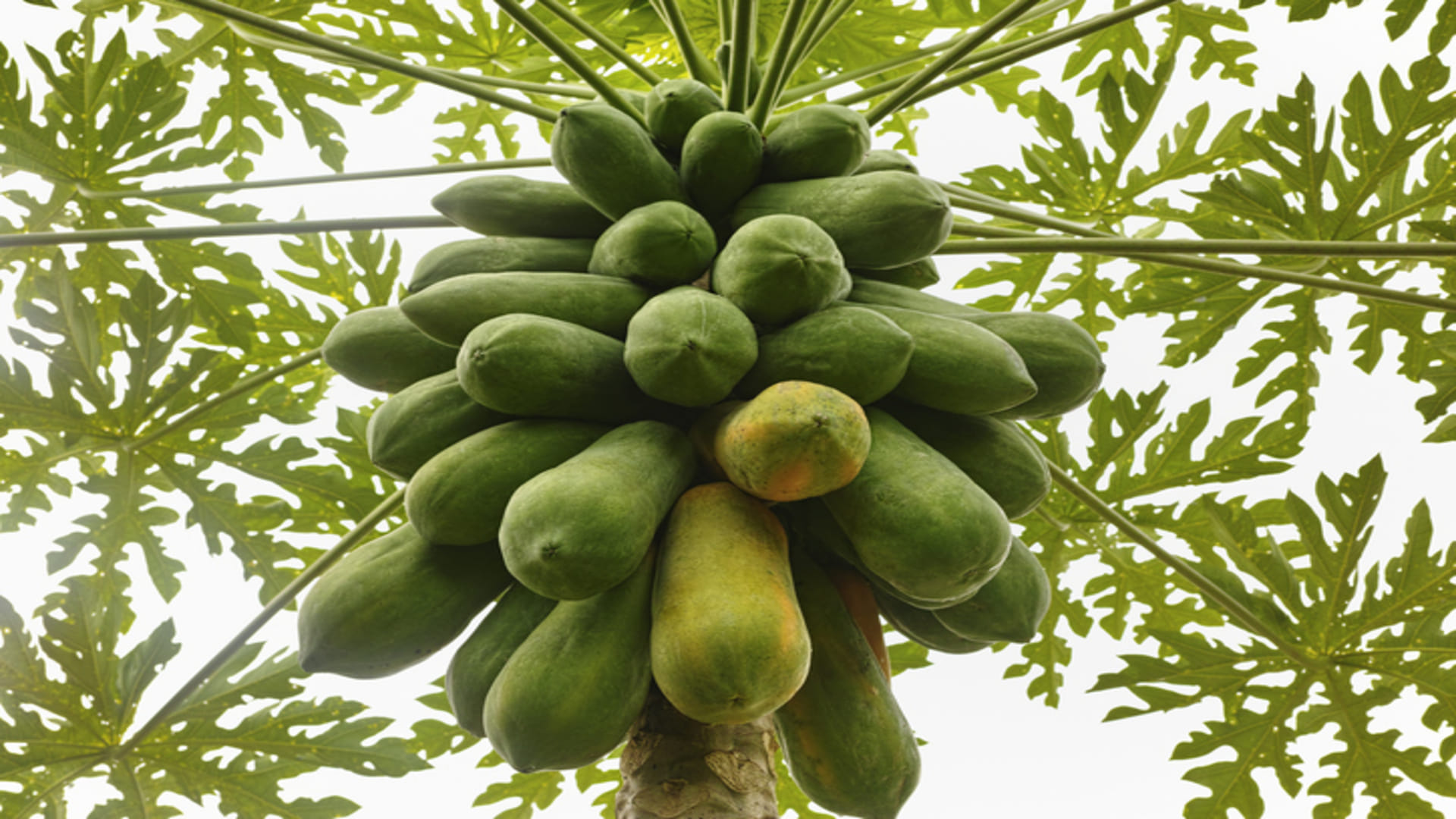 Business Ideas: Papaya Farming with Low Investment Earn upto 15 Lakh Rupees Profit Know How to Start
