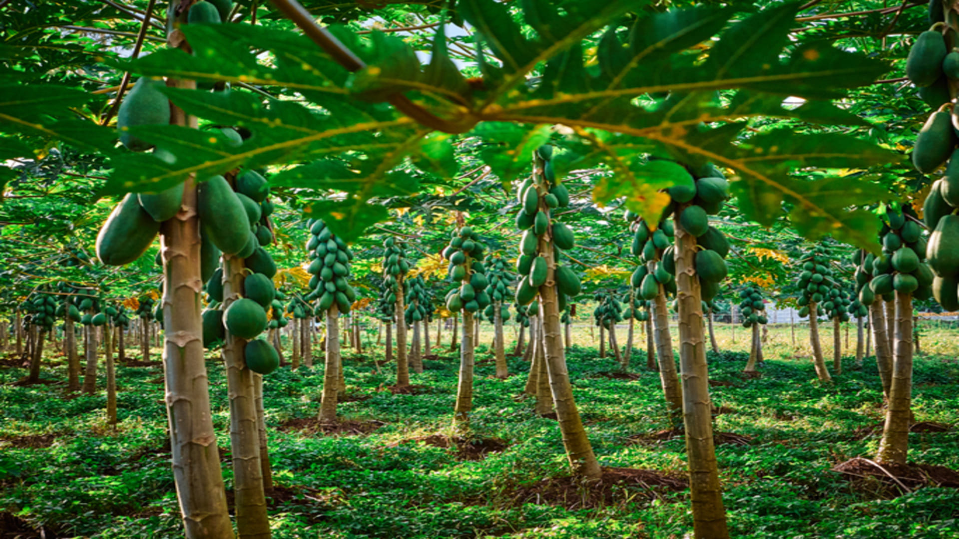 Business Ideas: Papaya Farming with Low Investment Earn upto 15 Lakh Rupees Profit Know How to Start
