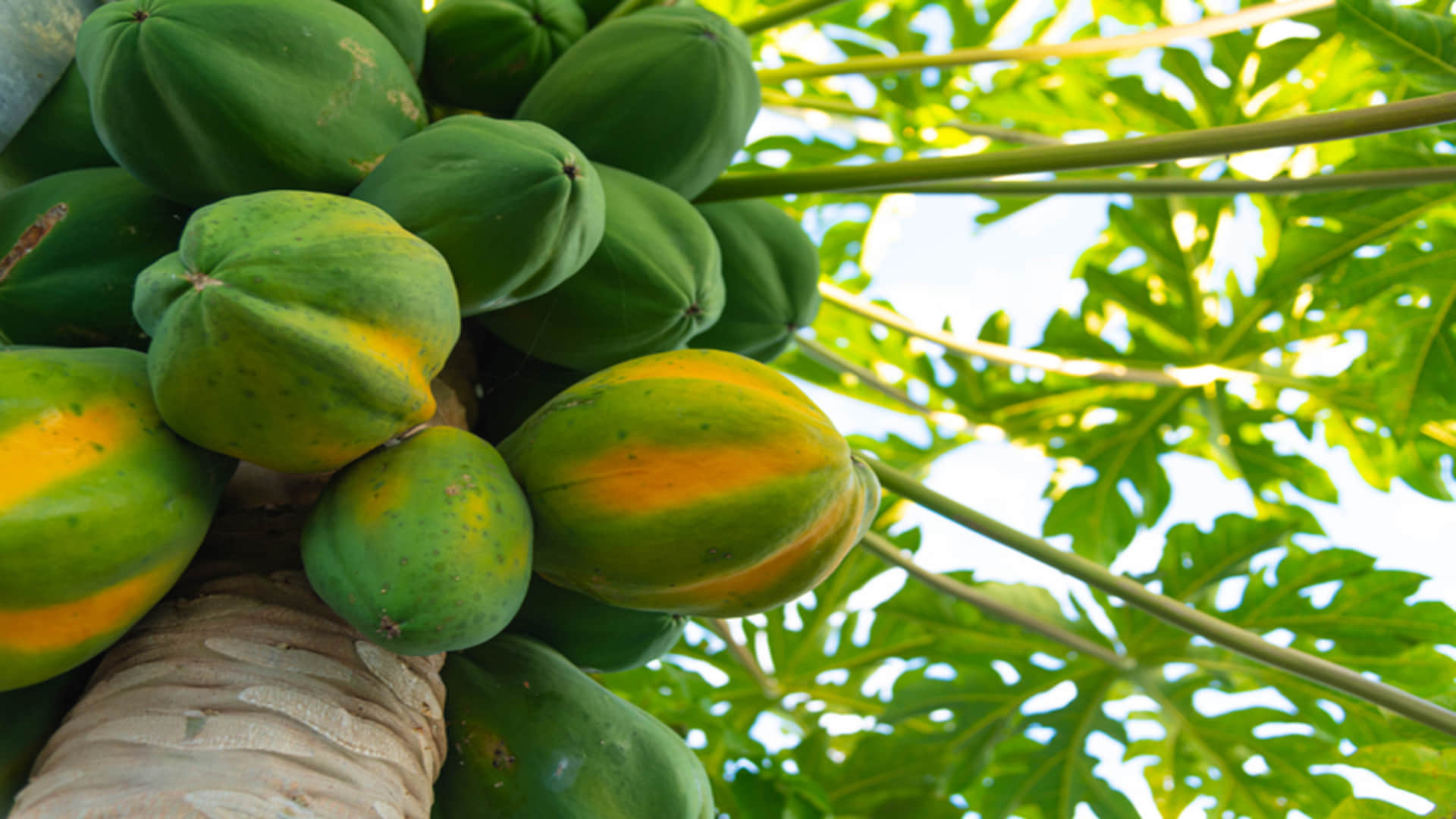 Bihar Govt Is Giving Bumper Subsidy On Papaya Farming Under Integrated Horticulture Scheme