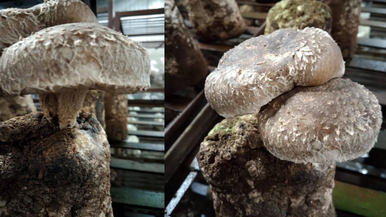 shiitake mushrooms new seed developed by Directorate of Mushroom Research