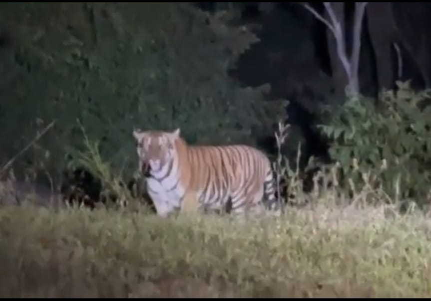 Madhya Paradesh Tiger entered bhopal MANIT, classes canceled, forest department started searching