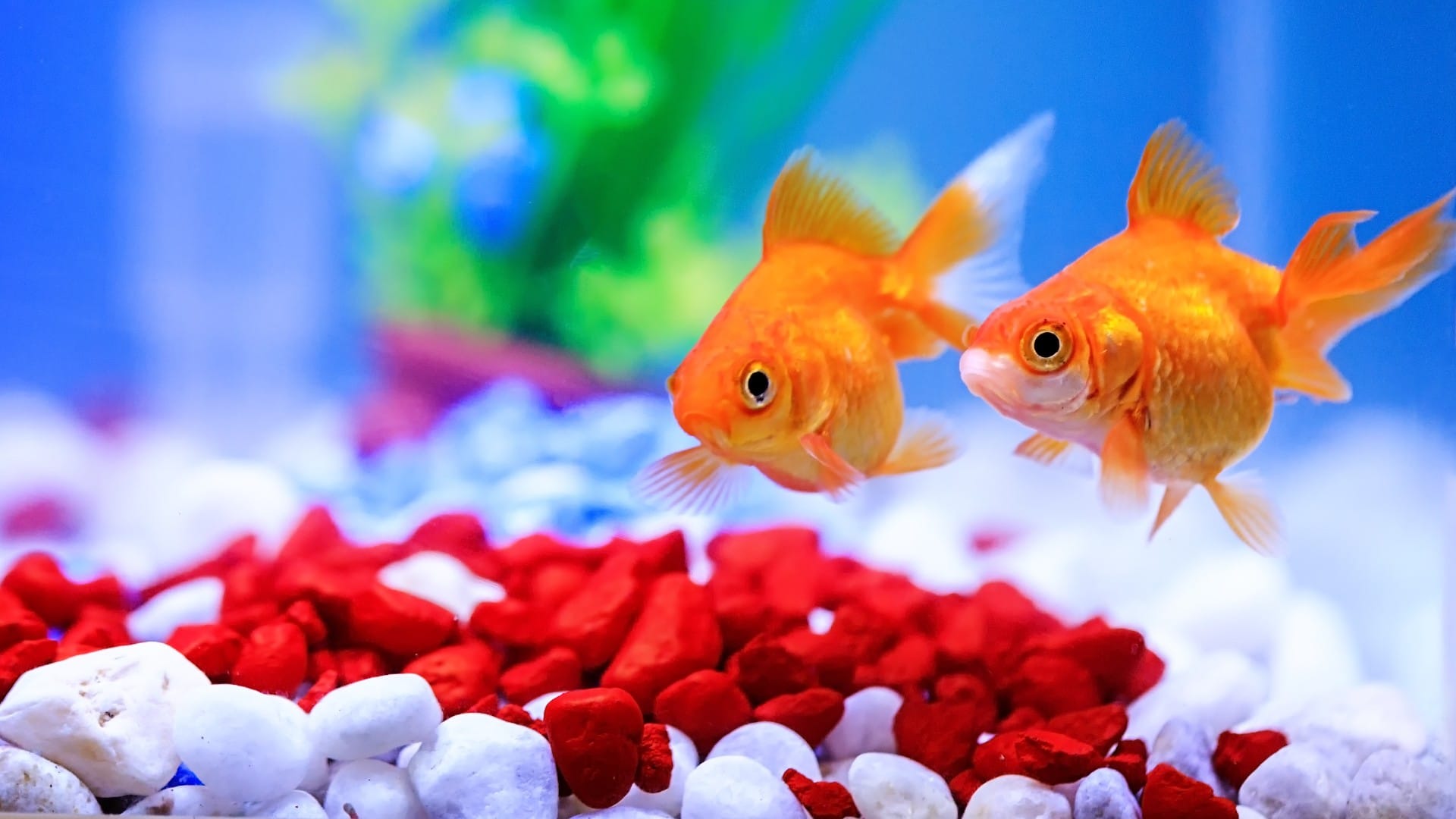 Feng shui tips these fengshui items will increase good luck wealth happiness and money in your life
