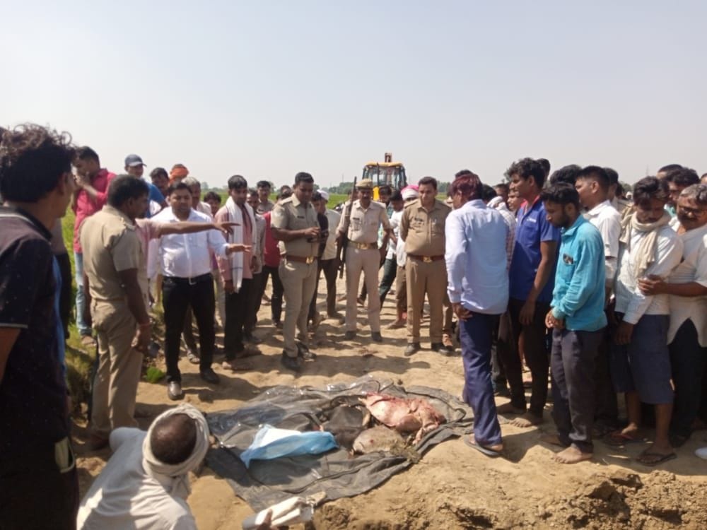 Remains of cattle found in the field in Salempur, uproar