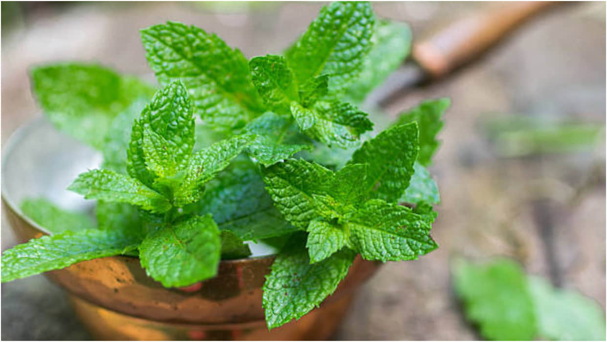 mint leaves for acne pimples and scars