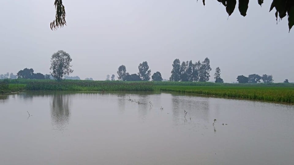 Two thousand bigha crops submerged in water due to canal breaks in Etah