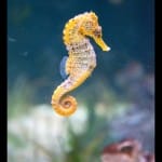 Seahorses