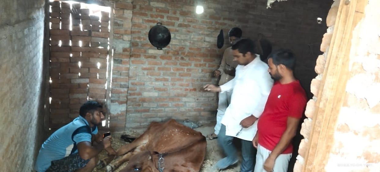 Symptoms of lumpy in cow, doctor said - fungal