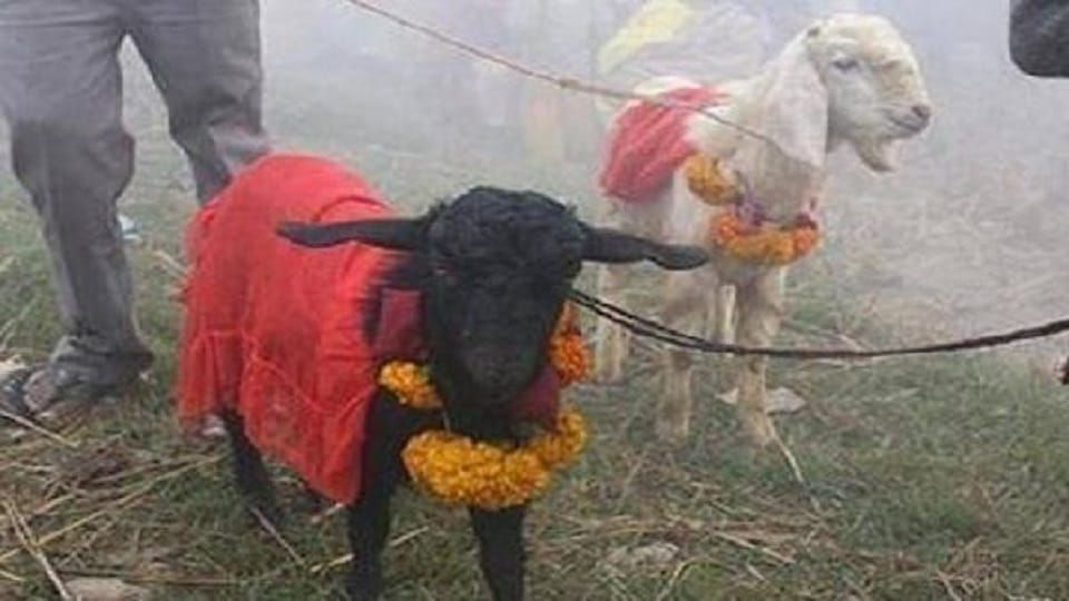 Gumla Child Dies During Durga Puja Sacrifice In Gumla Jharkhand