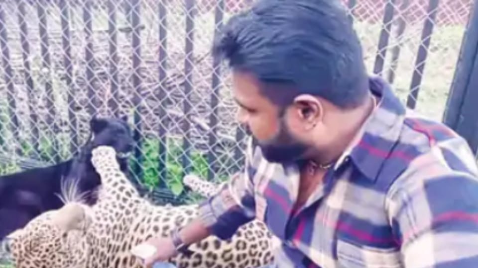 Andhra doctor appeals to India to rescue his pet jaguar from Ukraine