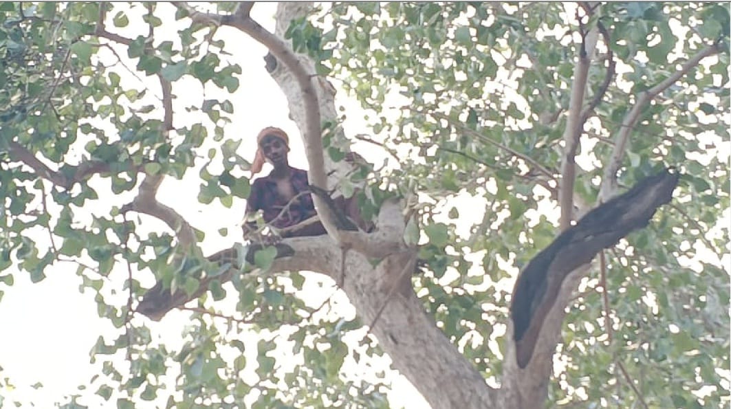 Palledar created a ruckus by climbing a tree in Farrukhabad