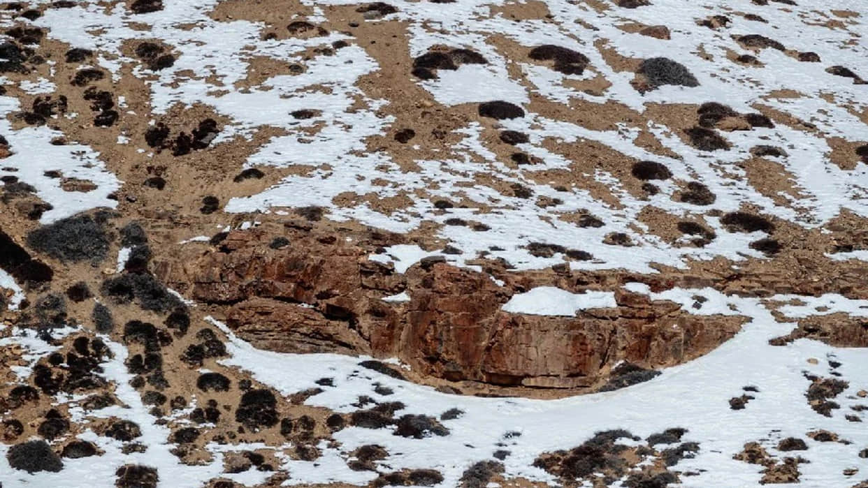 Optical Illusion Viral Photo: Find Out Hidden Leopard Animal from Illusion Image Check Your Brain IQ