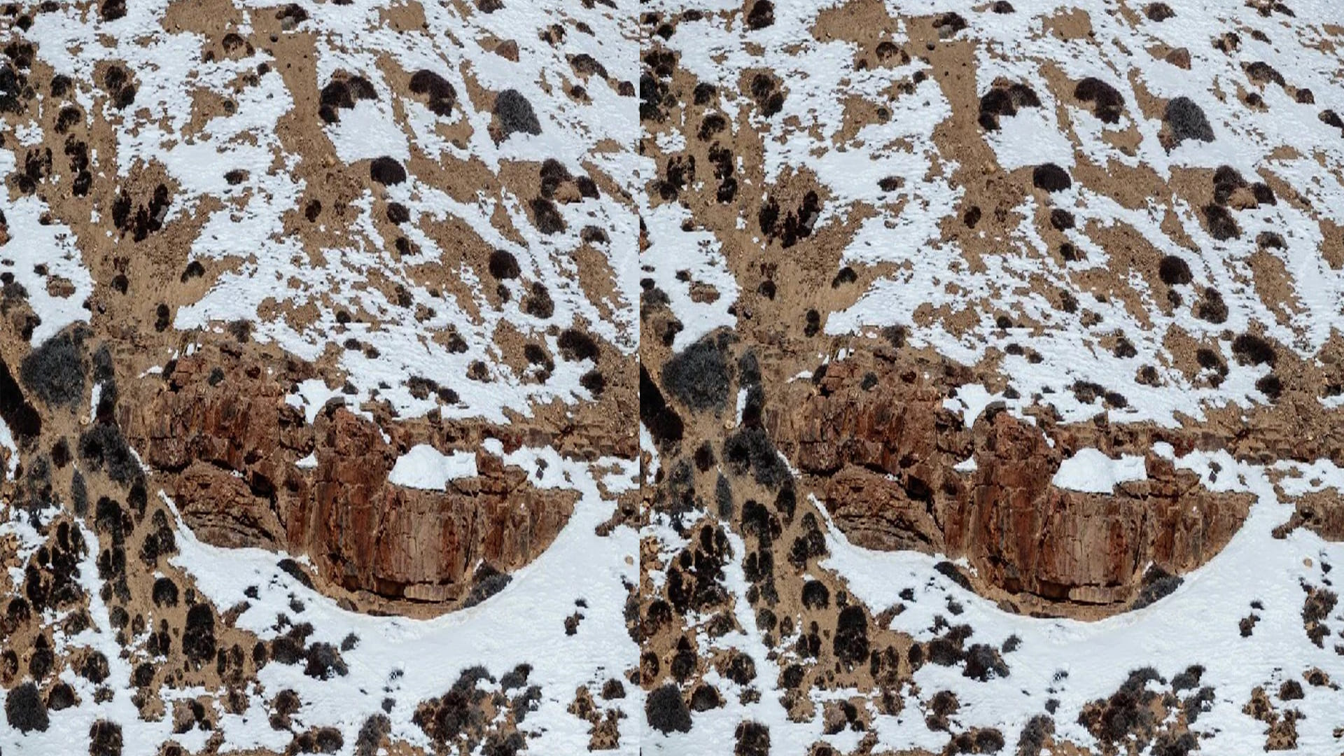 Optical Illusion Viral Photo: Find Out Hidden Leopard Animal from Illusion Image Check Your Brain IQ