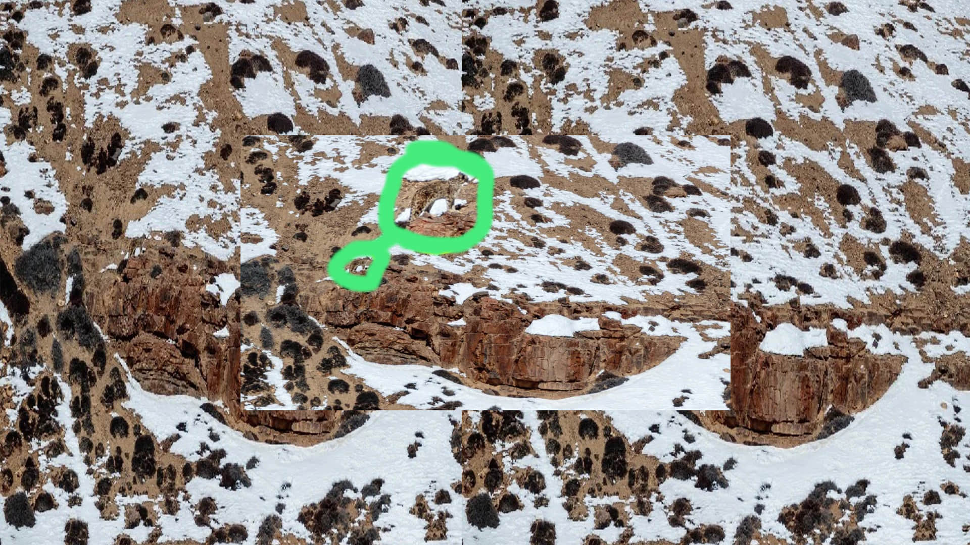 Optical Illusion Viral Photo: Find Out Hidden Leopard Animal from Illusion Image Check Your Brain IQ