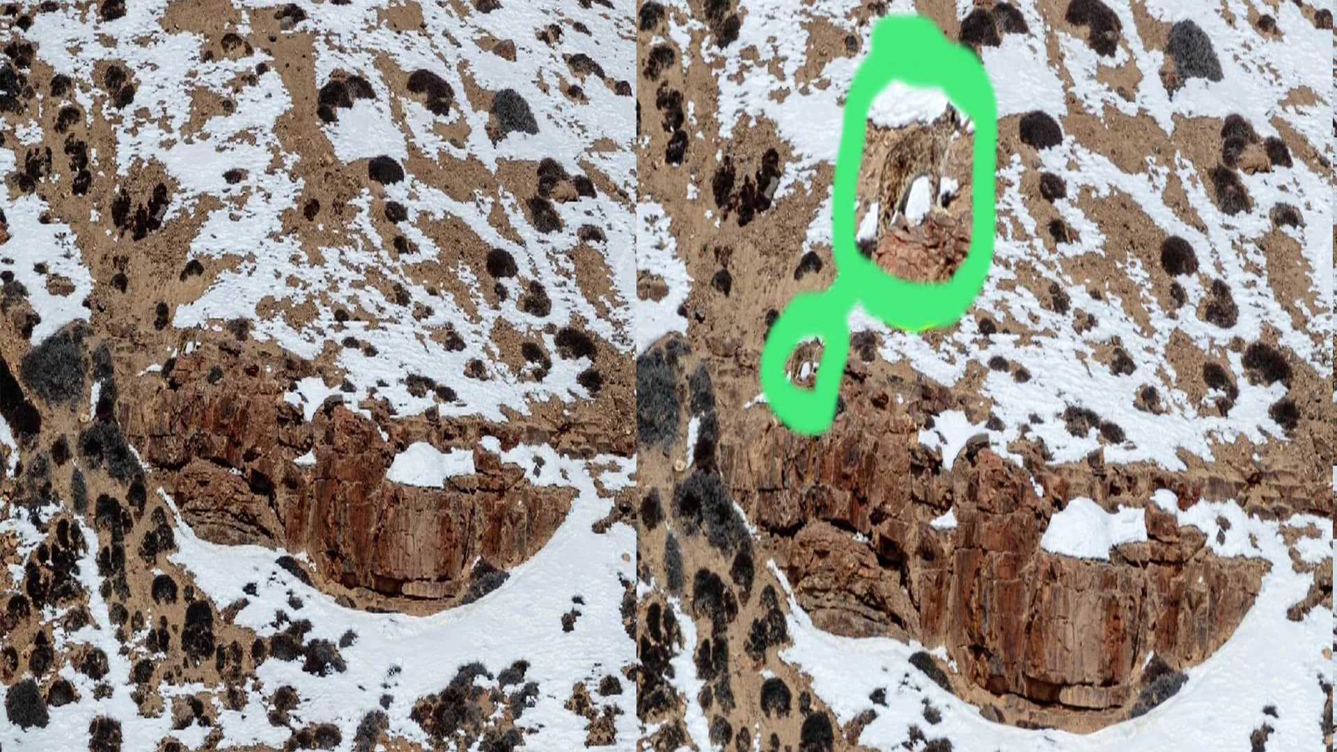 Optical Illusion Viral Photo: Find Out Hidden Leopard Animal from Illusion Image Check Your Brain IQ