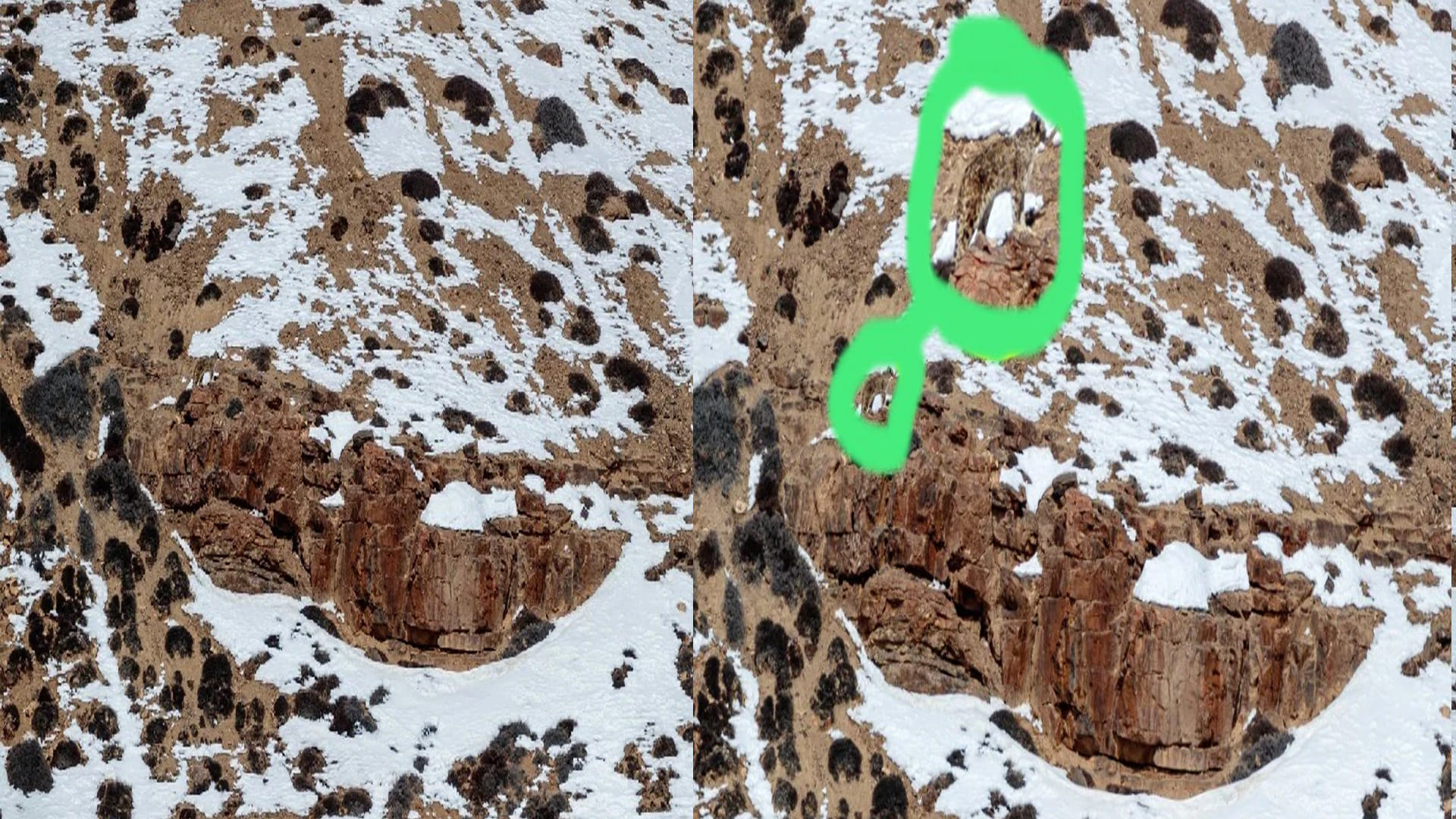 Optical Illusion Viral Photo: Find Out Hidden Leopard Animal from Illusion Image Check Your Brain IQ