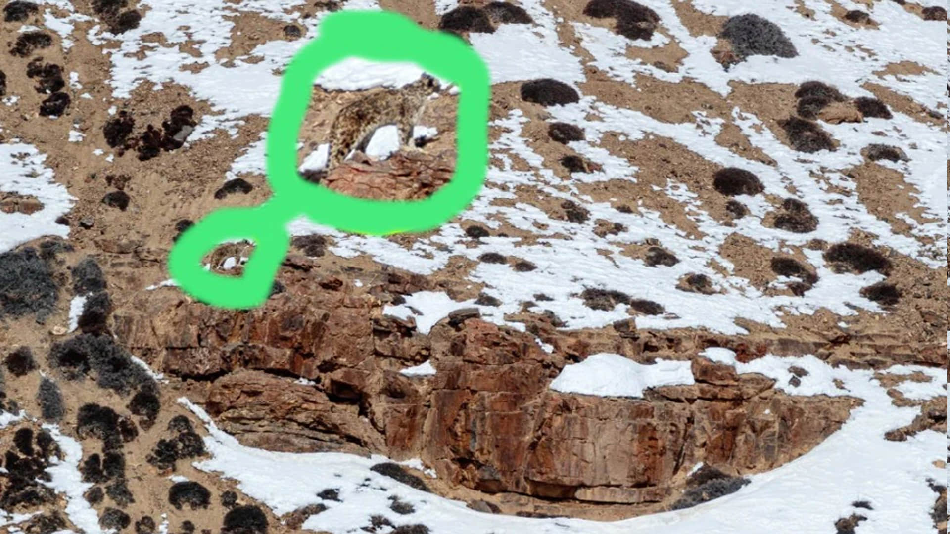 Optical Illusion Viral Photo: Find Out Hidden Leopard Animal from Illusion Image Check Your Brain IQ