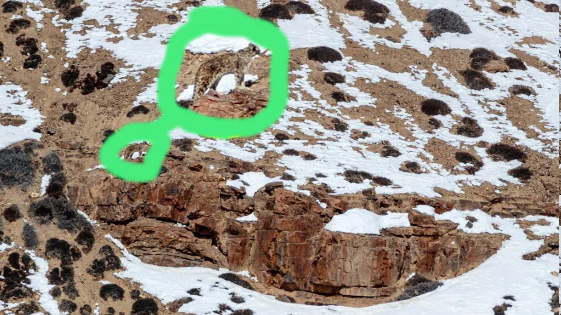 Optical Illusion Viral Photo: Find Out Hidden Leopard Animal from Illusion Image Check Your Brain IQ