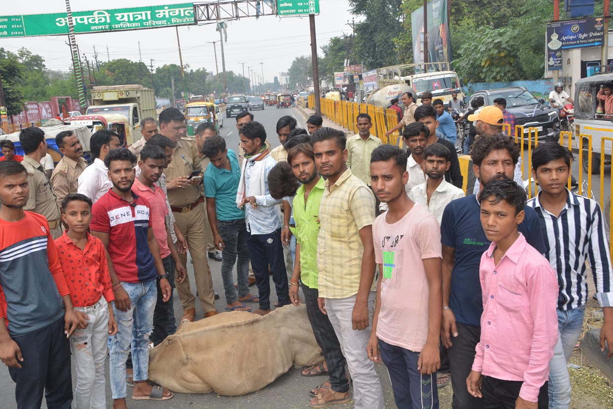 Jam imposed on the highway for not getting treatment for the cow