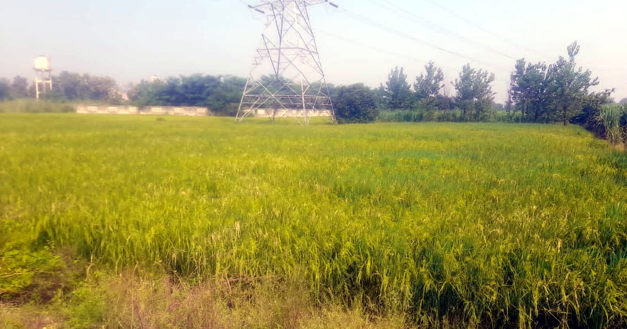 Paddy procurement may start from October 20