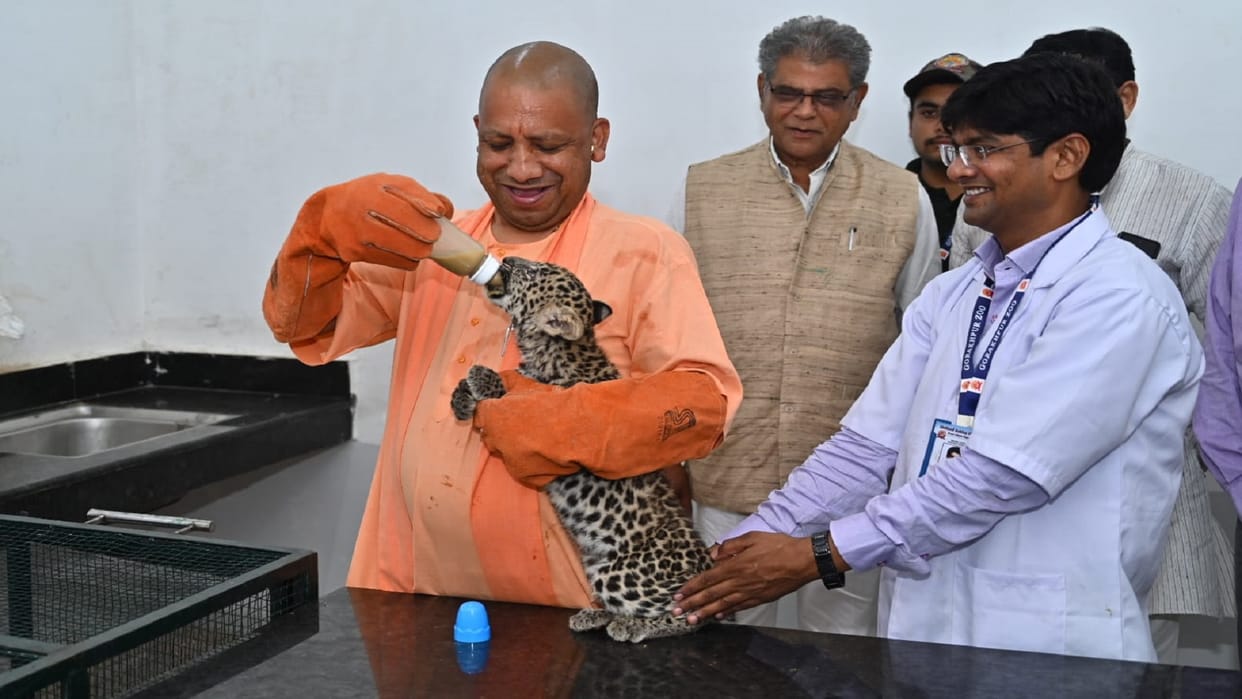 CM Yogi Adityanath Fed Milk to Leopard Cubs, Left White Tigress In Enclosure Of Gorakhpur Zoo