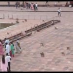 ताजमहल में बंदर