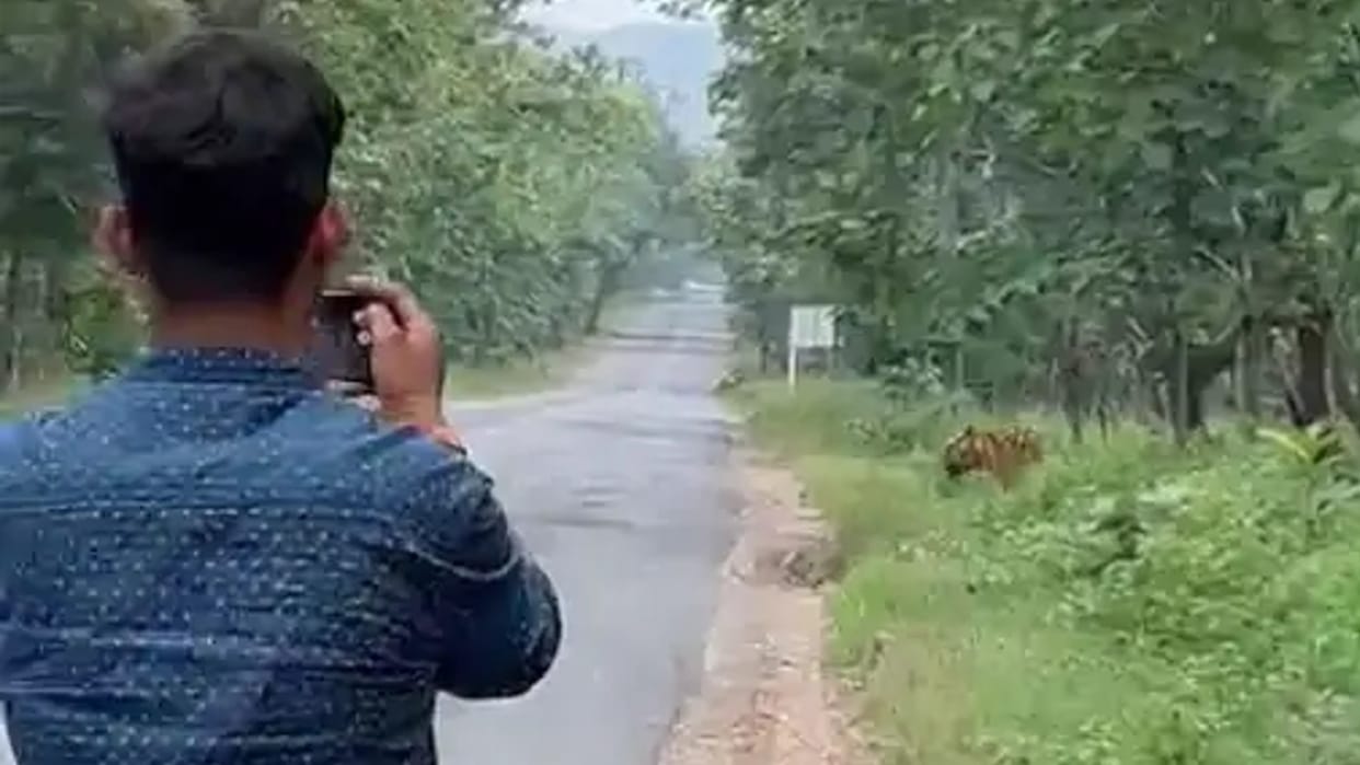 Youth risking their lives to take selfie with Tiger in Panna Tiger Reserve read more in hindi