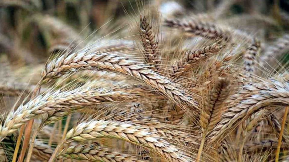 Rising heat increased the concern of wheat farmers in Punjab and Haryana