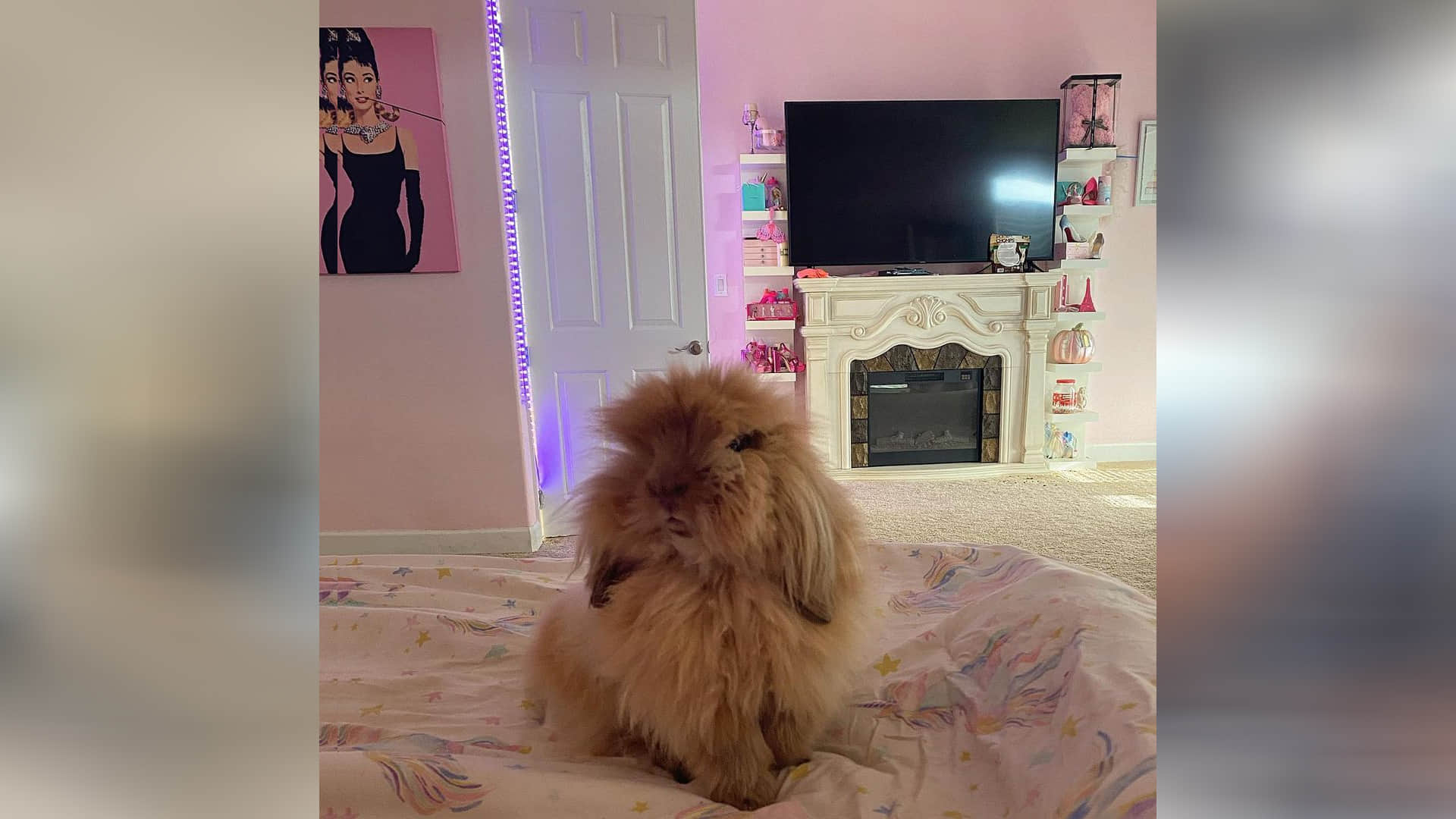 america 23 years old girl become crorpati she shopping for dog to plane