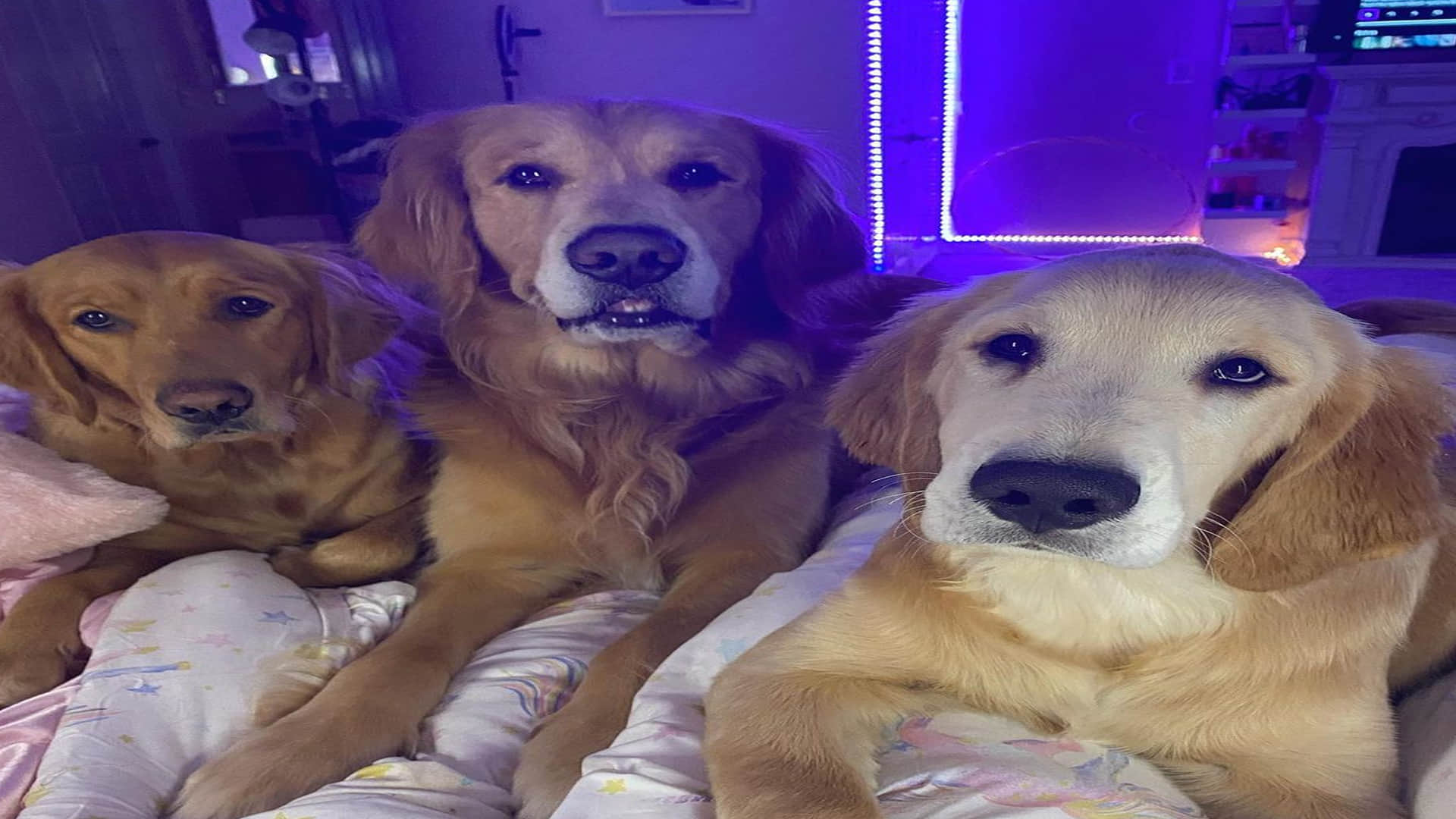 america 23 years old girl become crorpati she shopping for dog to plane