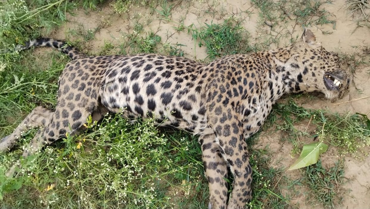 balrampur,Death,lepard