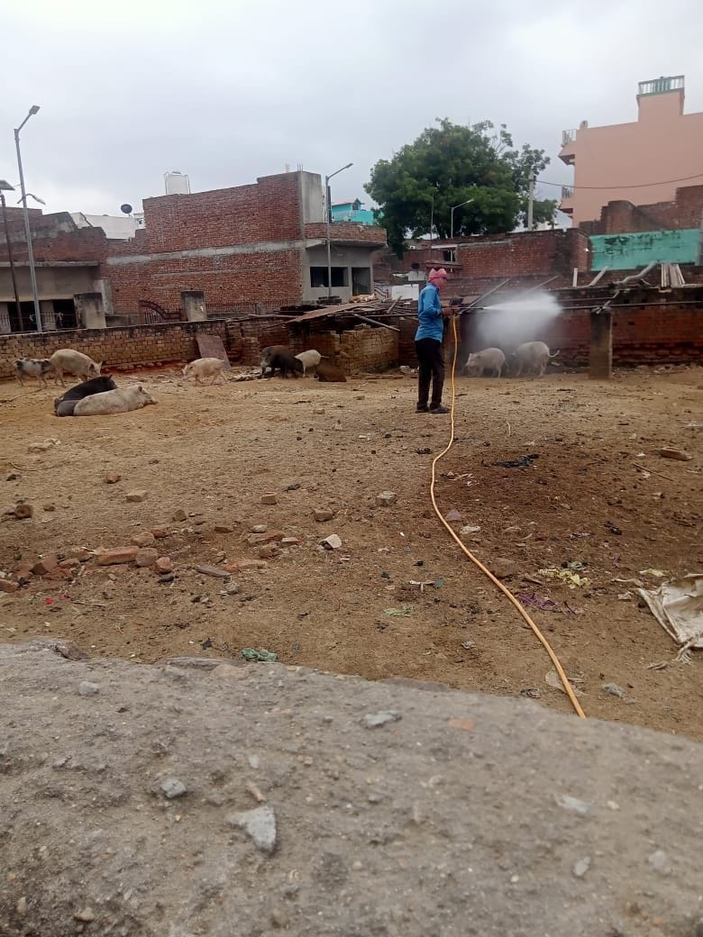 Hathras: 30 more pigs died due to mysterious disease in Sadabad