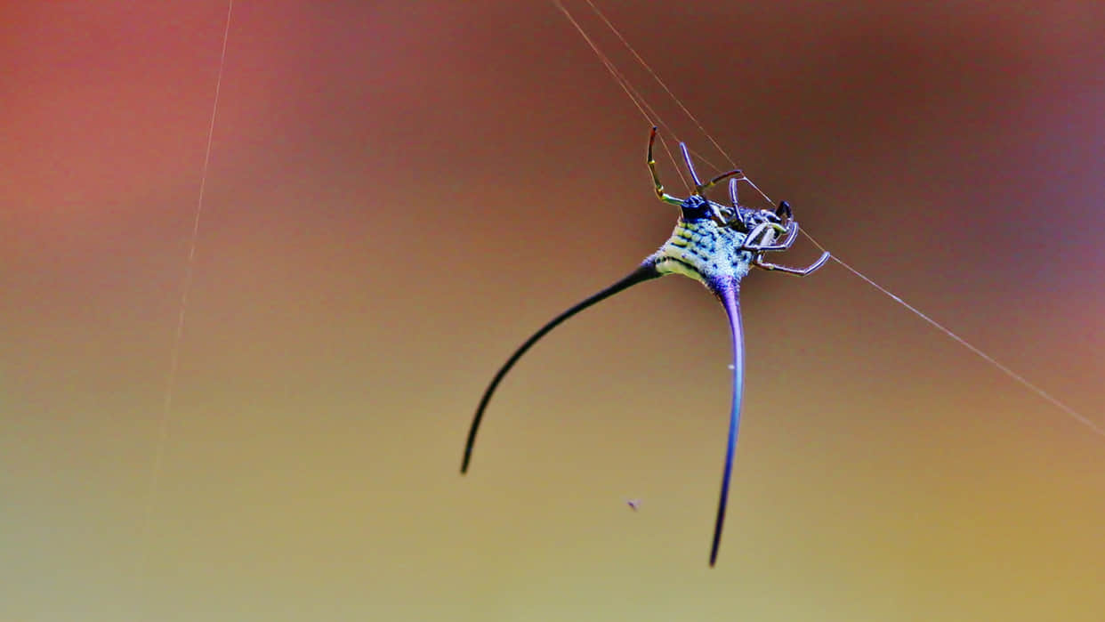 Terrifying Horned Spider Can Cause Death Know How Harmless is Spider With Horns Read More Here