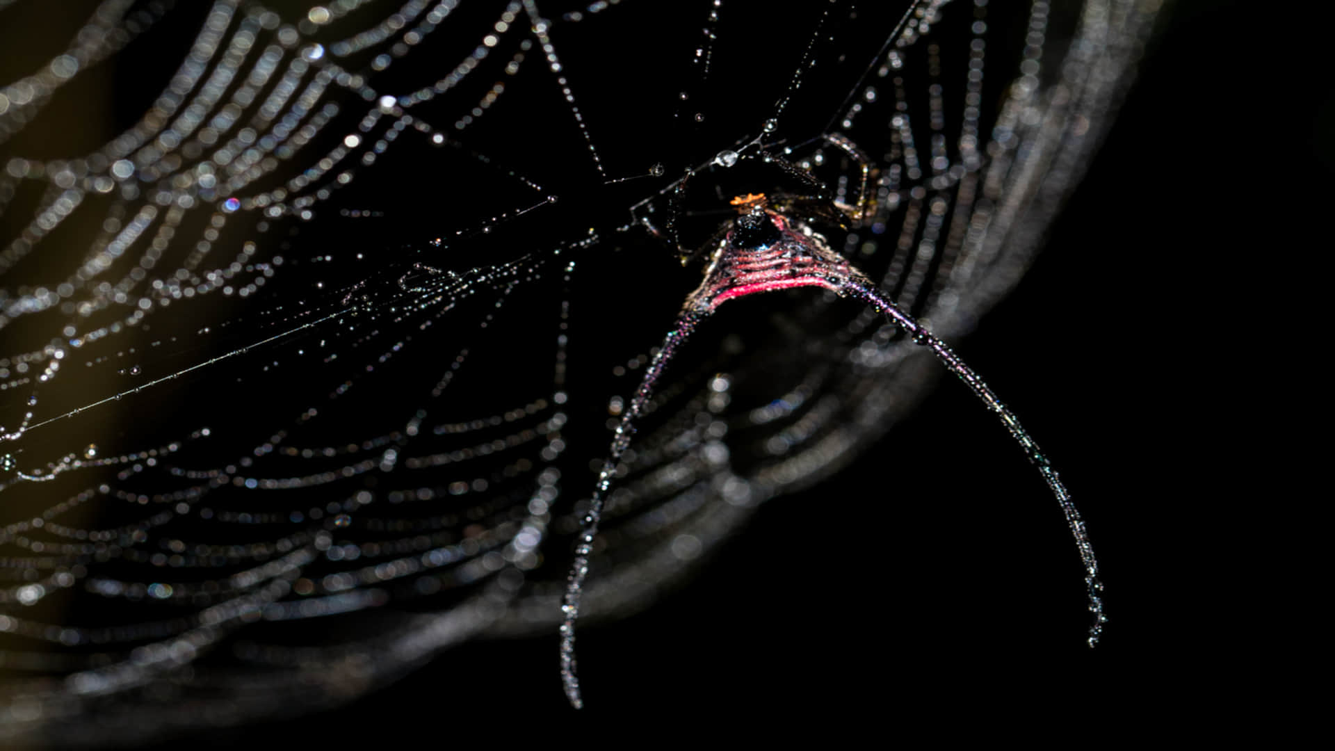 Terrifying Horned Spider Can Cause Death Know How Harmless is Spider With Horns Read More Here