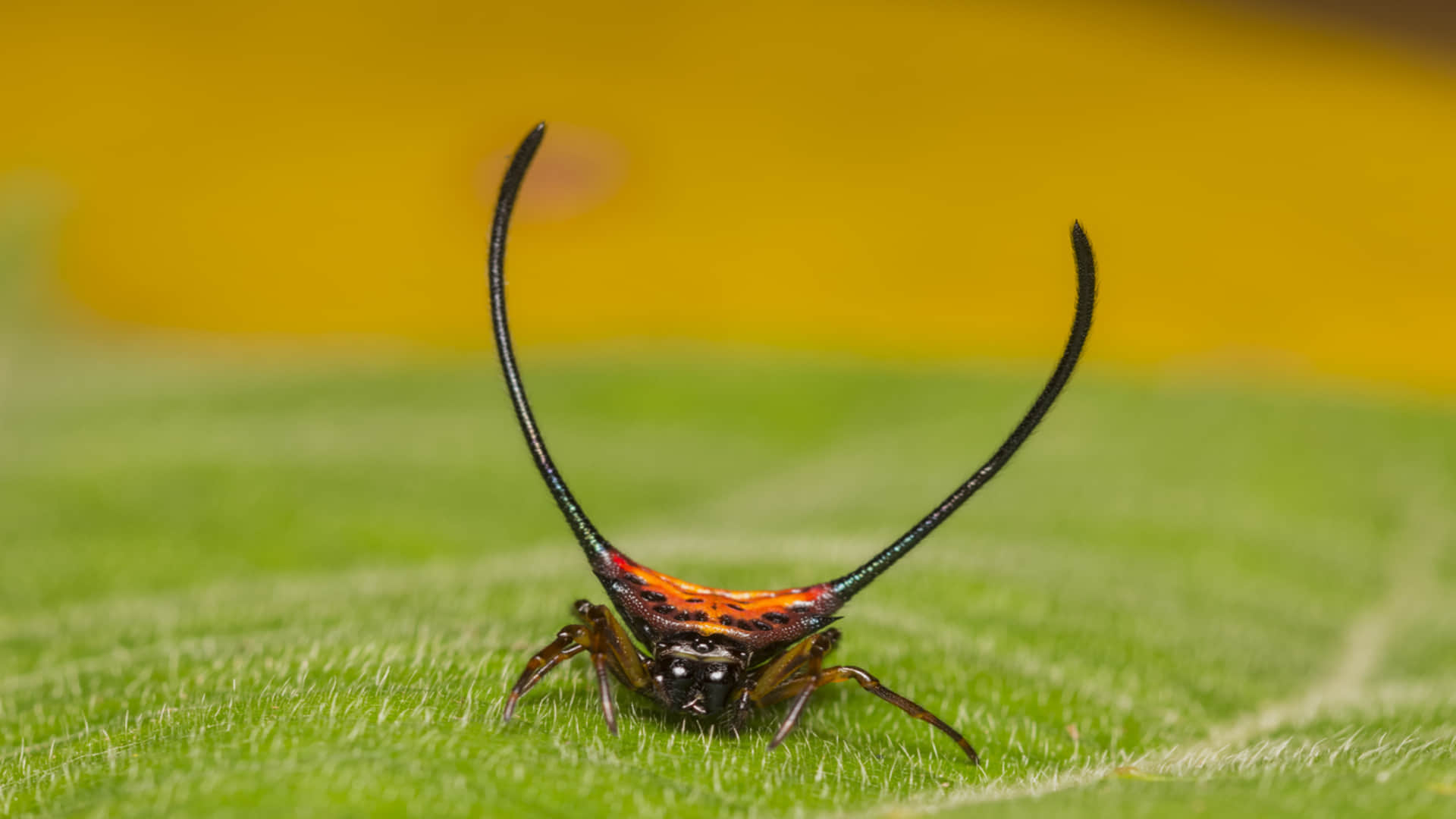 Terrifying Horned Spider Can Cause Death Know How Harmless is Spider With Horns Read More Here