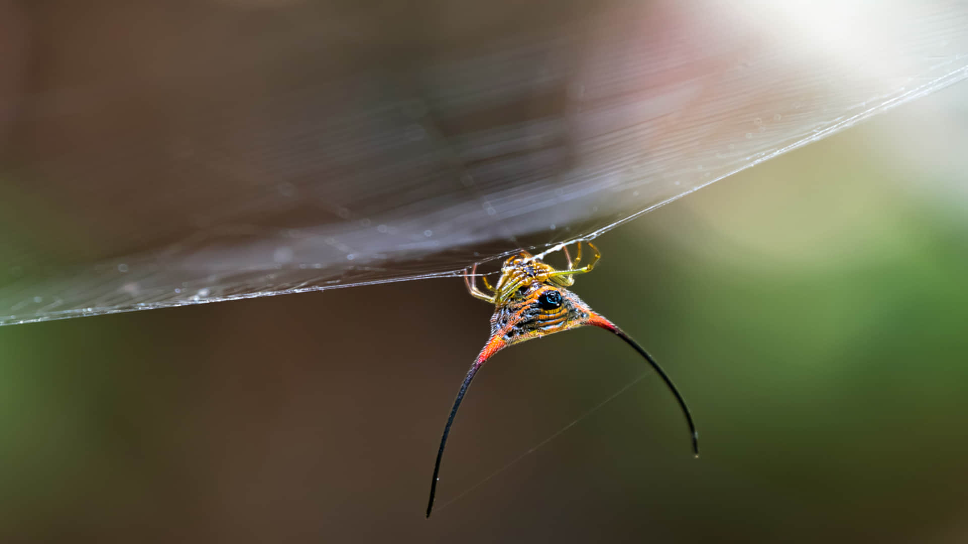 Terrifying Horned Spider Can Cause Death Know How Harmless is Spider With Horns Read More Here