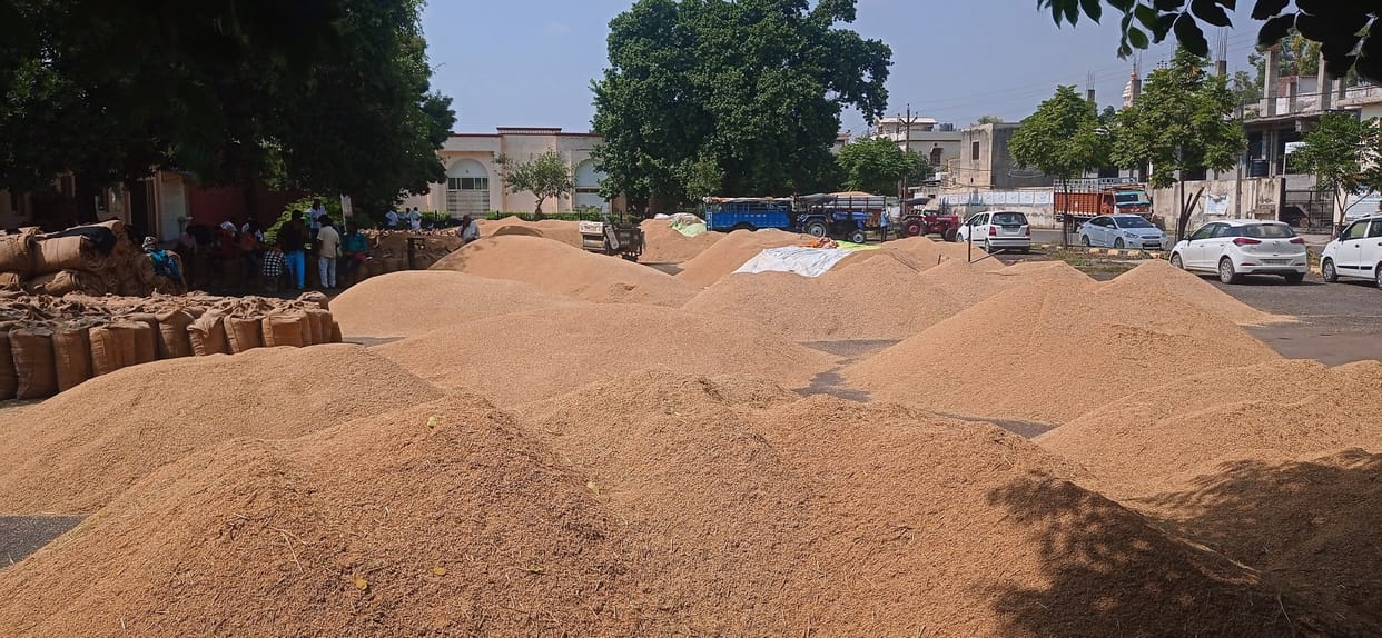 Mandi jam, agent and officials upset, where to keep paddy