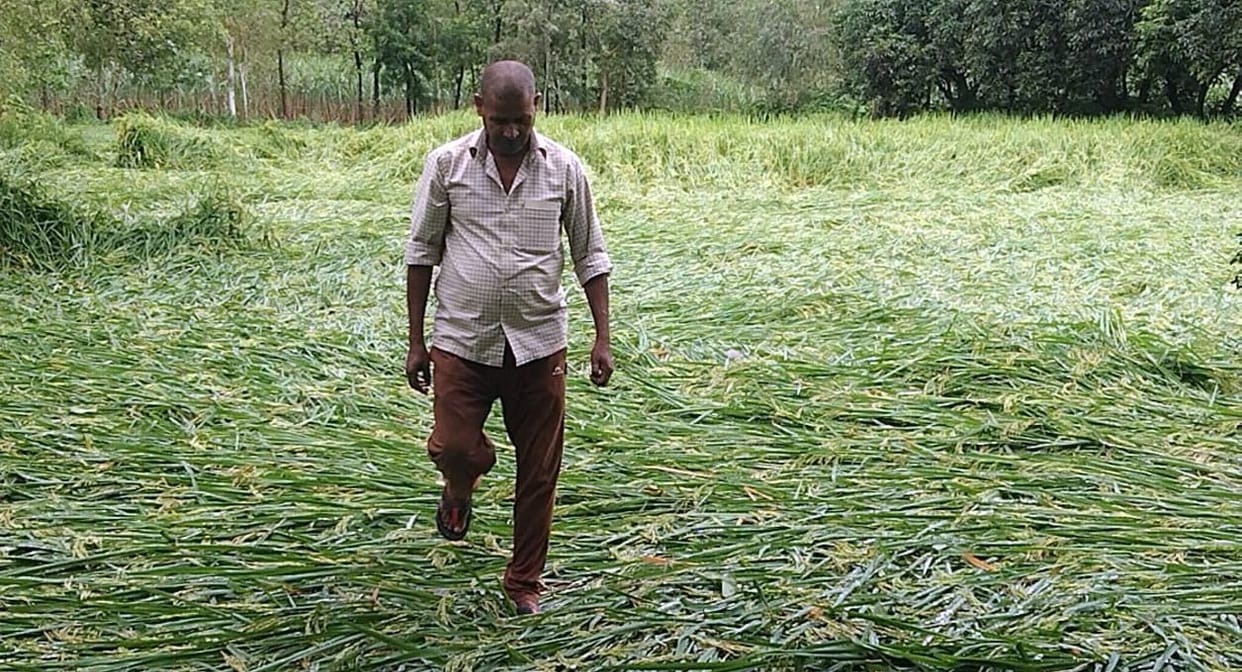 Paddy crop laid in the field due to rain