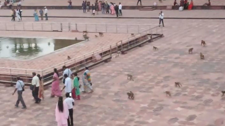 Monkeys surround Hyderabad girl in Taj Mahal