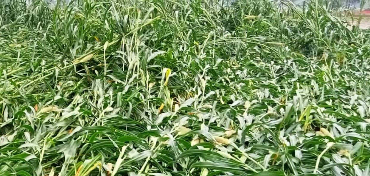 If it rains with the wind, the crops will be damaged