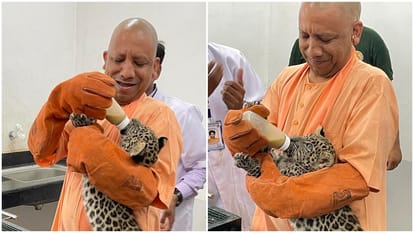 CM Yogi Adityanath Fed Milk to Leopard Cubs, Left White Tigress In Enclosure Of Gorakhpur Zoo