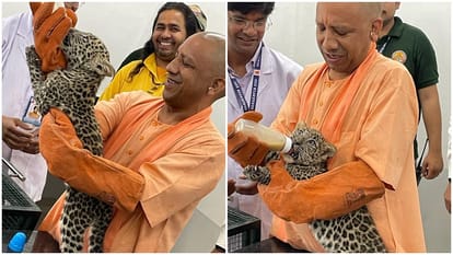 CM Yogi Adityanath Fed Milk to Leopard Cubs, Left White Tigress In Enclosure Of Gorakhpur Zoo