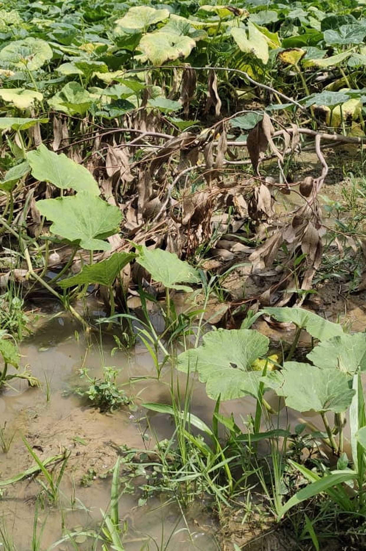 Vegetable and oilseed crops destroyed, 23 houses collapsed