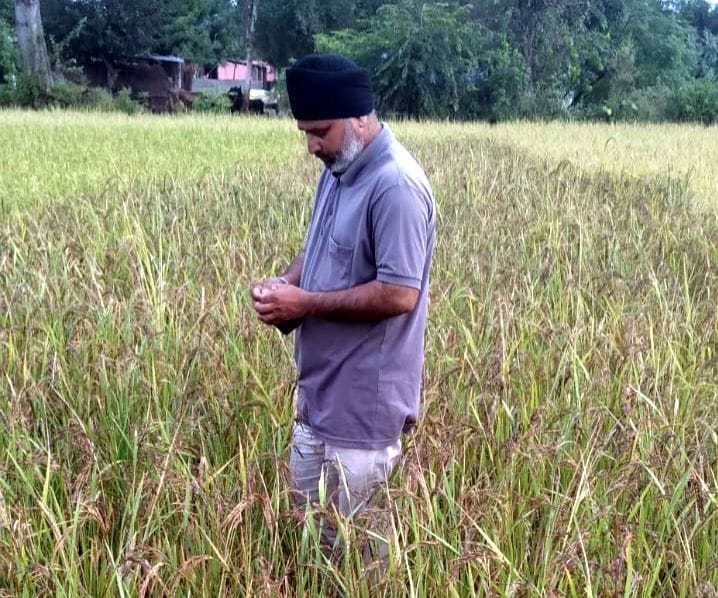 Farmers trend towards black paddy and wheat