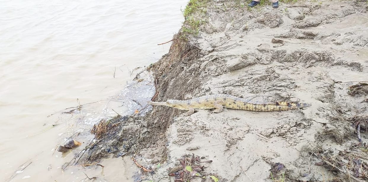 aligator